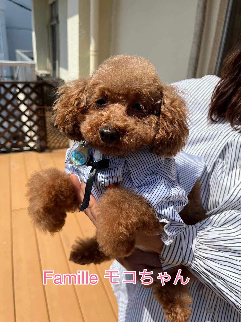トイプードルのモコちゃん...」愛知県 - 犬の里親募集(486924) 2枚目の 