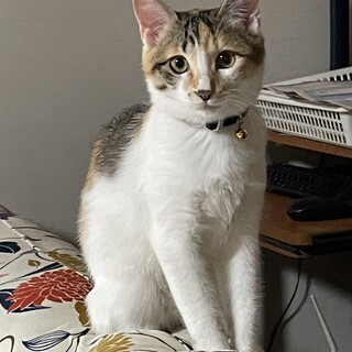 人も猫もみんな大好き♡フクちゃん