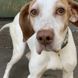 かわいいポインターの女の子【歌ちゃん】