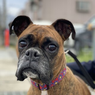 ボクサーの女の子【まる子】