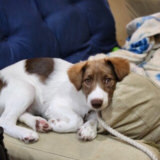 美人なご陽気娘・四季ちゃん6ヵ月弱(バベシア症)