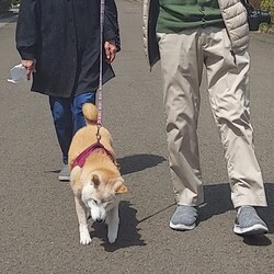 「今年もお花見( ´ー`)♥️」サムネイル2