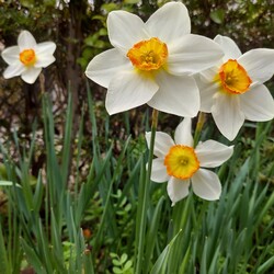 「今年もお花見( ´ー`)♥️」サムネイル3
