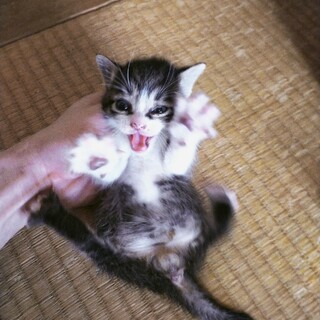 300gの赤ちゃん猫2匹ｶﾜ(・∀・)ｲｲ!!です