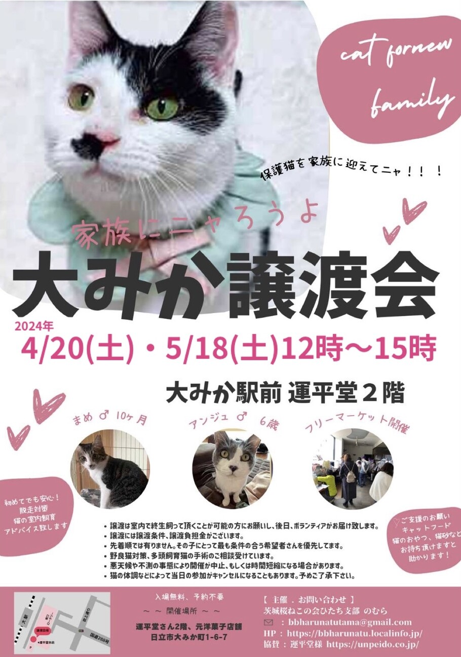 家族にニャろうよ 大みか譲渡会」（ひまわりのイベント #22200
