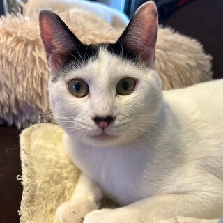 募集停止兄弟の長男的立ち位置ブチ柄男子⭐️こあ