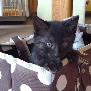 ブラックスモーク♡こいくちくん