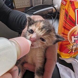 三毛猫の雌2匹の里親様募集です。