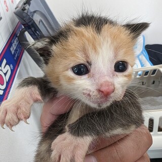 三毛猫の雌2匹の里親様募集です。