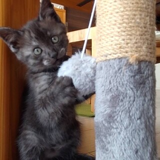 遊ぶの大好き♡うすくちくん