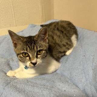 4ヶ月のメスです