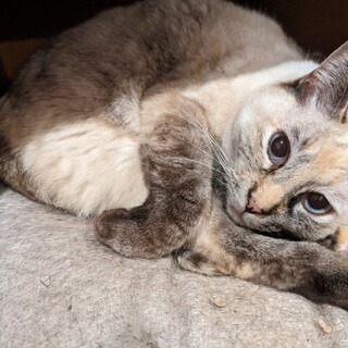 シャムミックス風～若いママでした【えもん】