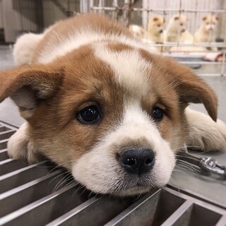 かわいい子犬　たろうくん　1ヶ月半