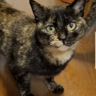 サビさん　甘えん坊です