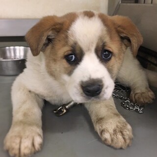 【相談中】かわいい子犬　じろうくん　1ヶ月半