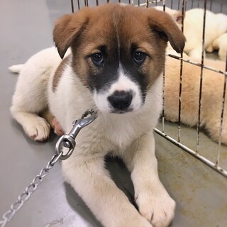 かわいい子犬　はなこちゃん　1ヶ月半