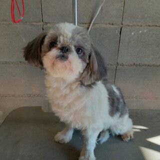 シーズー　大き目の女の子　推定8歳