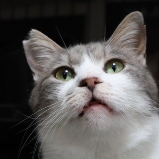 パステルグレーの洋MIX、能登被災猫ピーナッツ