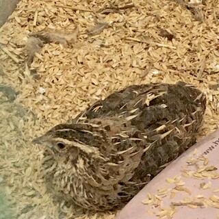 並ウズラの里親様を募集します！