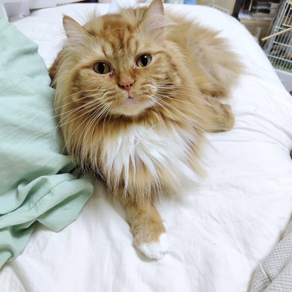 むぎのカバー写真