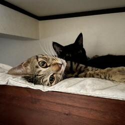 「まどかさん、あなたのゴロ寝を助けましょう」サムネイル1