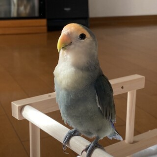 コザクラインコの里親さん募集