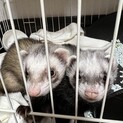 フェレット2匹を可愛がってくれる方募集中です