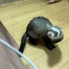 フェレット2匹を可愛がってくれる方募集中です サムネイル2