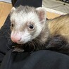 フェレット2匹を可愛がってくれる方募集中です サムネイル3