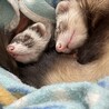 フェレット2匹を可愛がってくれる方募集中です サムネイル4