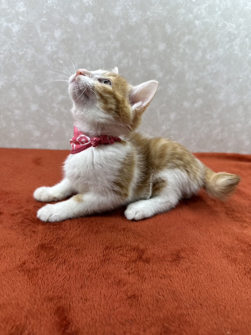 生後2か月四姉妹で初参加❗️話相手に最適❤秋乃 サムネイル2