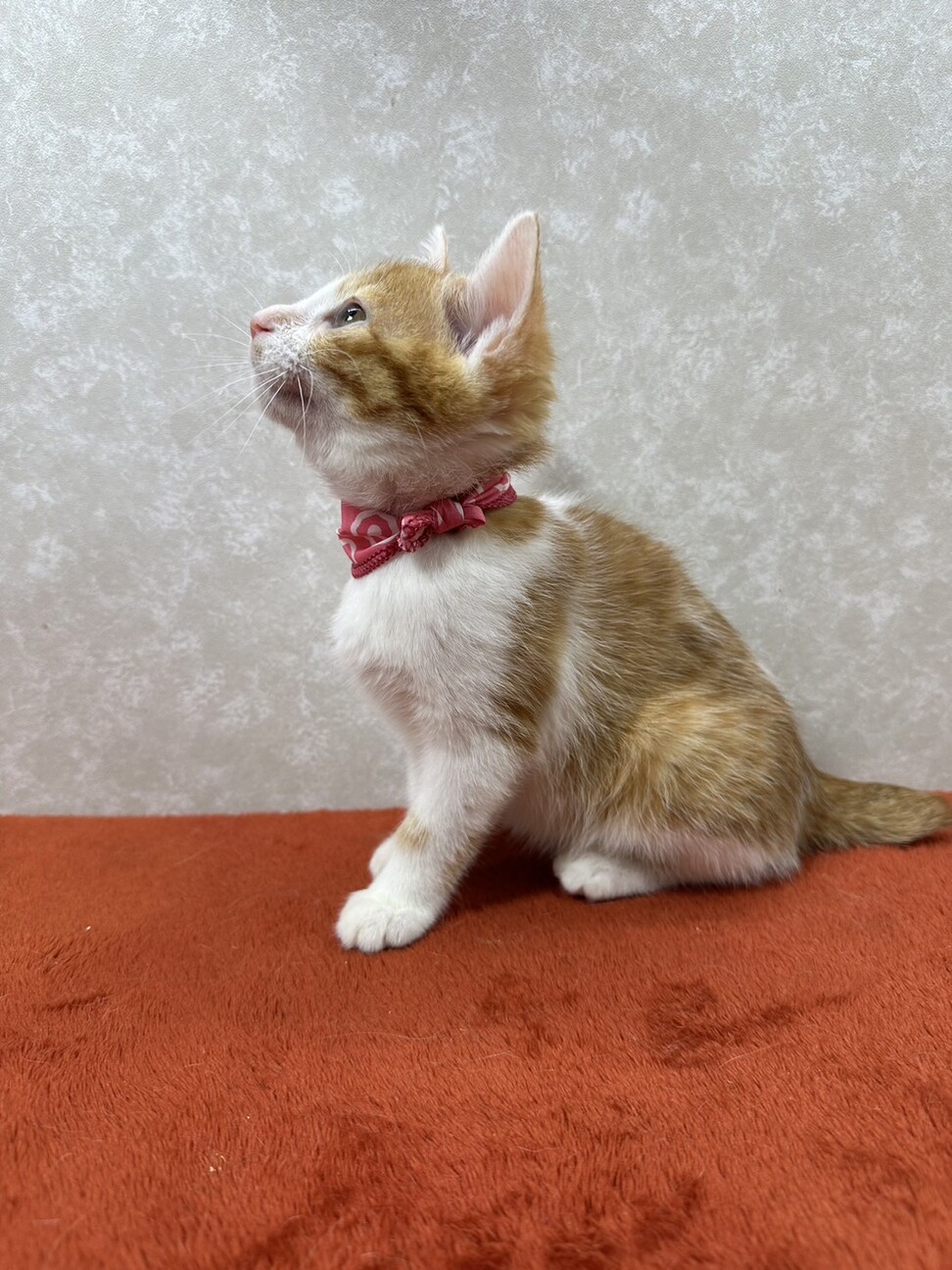 生後2か月四姉妹で初参加❗️話相手に最適❤秋乃 サムネイル4