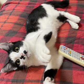 天真爛のかまってちゃん♡どうごくん