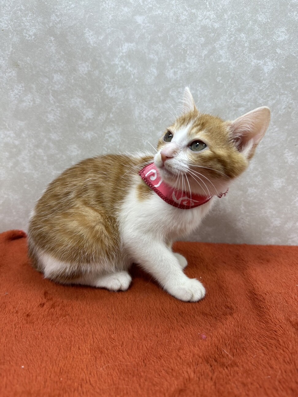 生後2か月四姉妹で初参加❗️話相手に最適❤秋乃 サムネイル5