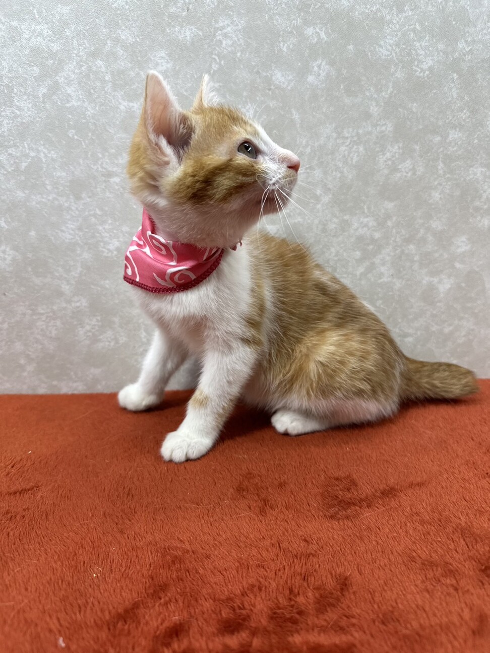 生後2か月四姉妹で初参加❗️話相手に最適❤秋乃 サムネイル6