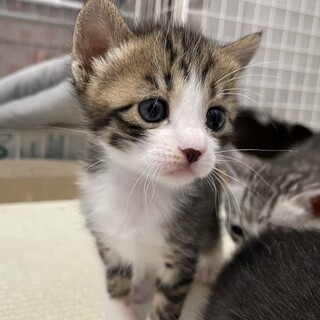 6匹兄弟・2匹一緒の譲渡希望♡ちゃちゃ♀