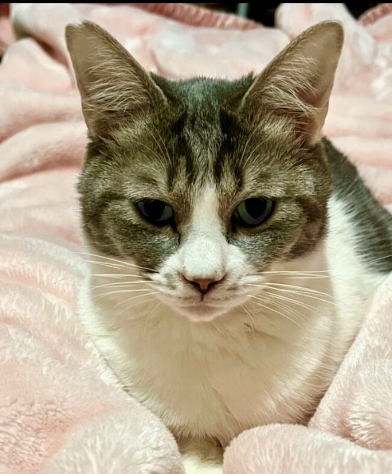 美人猫のシルクちゃん」兵庫県 - 猫の里親募集(444108) :: ペットの