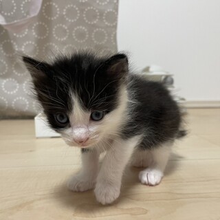 6匹兄弟・2匹一緒の譲渡希望♡おかめ♀