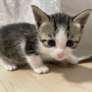 6匹兄弟・2匹一緒の譲渡希望♡くりちゃん♀