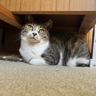 外で頑張って生きていたキジ白女の子＾＾