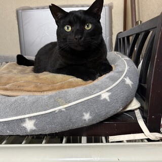 人懐こい黒猫の男の子♪助けたい！！！