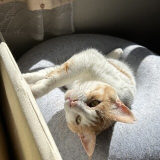 穏やかなチャ白の男の子♪大きくて穏やかです＾＾