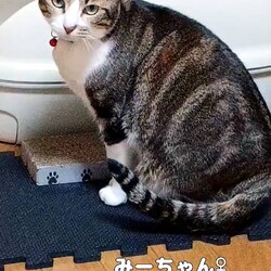 保護猫の譲渡会in春日井 サムネイル3