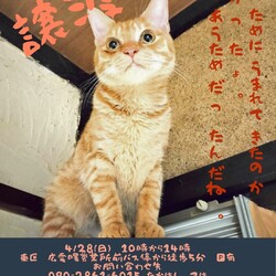 保護ねこ☆小さな譲渡会