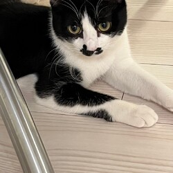 保護ねこ☆小さな譲渡会 サムネイル2