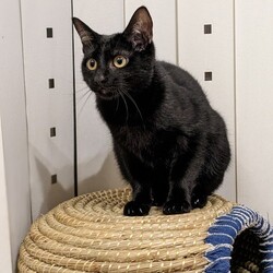 保護ねこ☆小さな譲渡会 サムネイル3