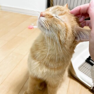 【5/12芝浦】なでなで大好き♥ひとりっ子タイプ