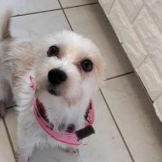 ◆マルチーズ×ジャックラッセルの女の子