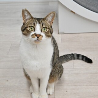 ミロ：おもちゃを見ると猫が変わる！