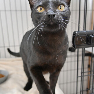 リンク：大人しく甘えんぼ黒猫♪